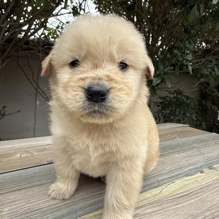 ID：2503-02753の子犬