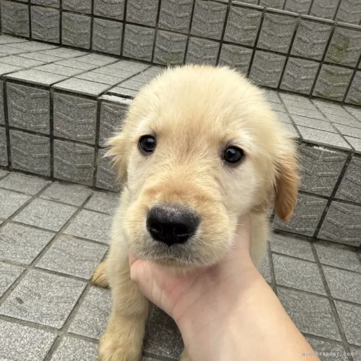 K.Y 様のお迎えした子犬