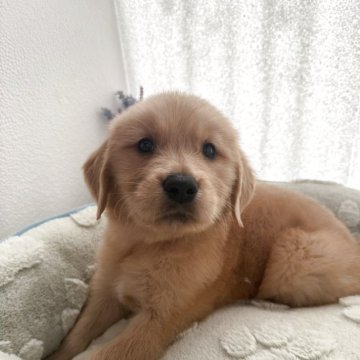 ゴールデンレトリバー【福岡県・男の子・2025年9月27日・ゴールド】の写真「可愛い男の子」