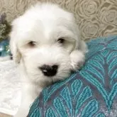 オールドイングリッシュシープドッグ
