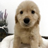 ゴールデンレトリバー