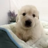 ゴールデンレトリバー【福岡県・男の子・2025年9月23日・ゴールド】の写真1