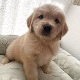 ゴールデンレトリバー