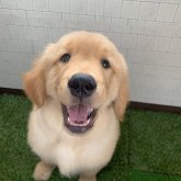 ゴールデンレトリバー