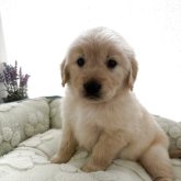 ゴールデンレトリバー