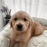 ゴールデンレトリバー【福岡県・男の子・2025年9月27日・ゴールド】の写真2