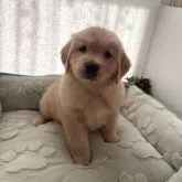 ゴールデンレトリバー【福岡県・女の子・2025年9月27日・ゴールド】の写真2