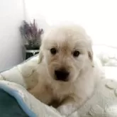 ゴールデンレトリバー【福岡県・男の子・2025年9月23日・ゴールド】の写真3