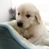 ゴールデンレトリバー【福岡県・男の子・2025年9月23日・ゴールド】の写真5