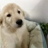 ゴールデンレトリバー【福岡県・女の子・2025年9月23日・ゴールド】の写真6