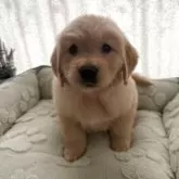 ゴールデンレトリバー【福岡県・女の子・2025年9月27日・ゴールド】の写真6