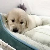 ゴールデンレトリバー【福岡県・男の子・2025年9月23日・ゴールド】の写真6