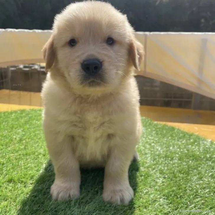 ID:2310-02252の子犬