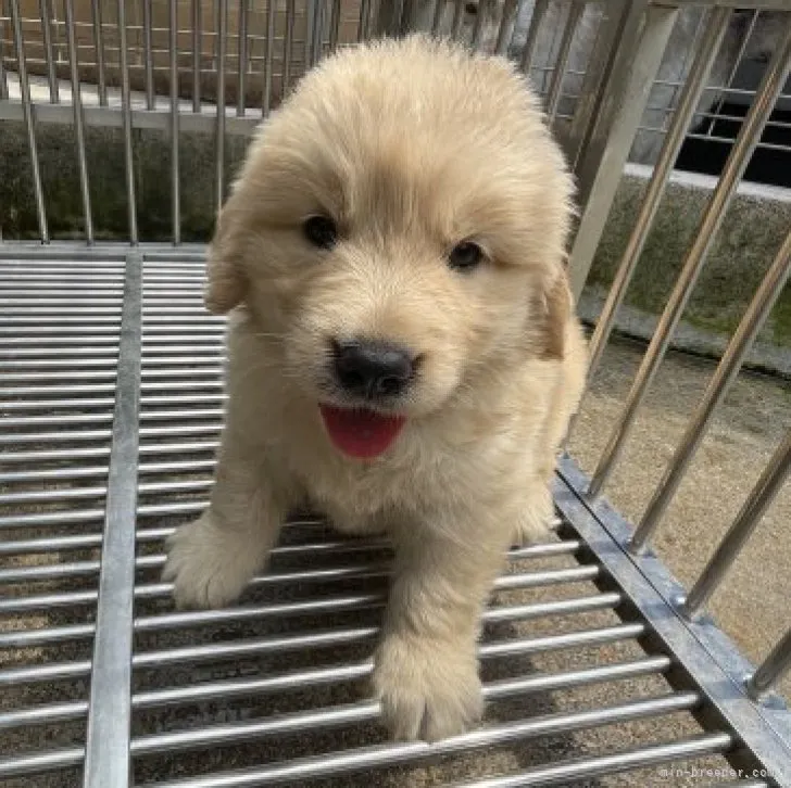 ID：2306-04244の子犬