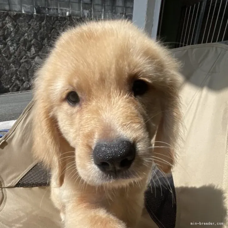 ID：2308-04122の子犬