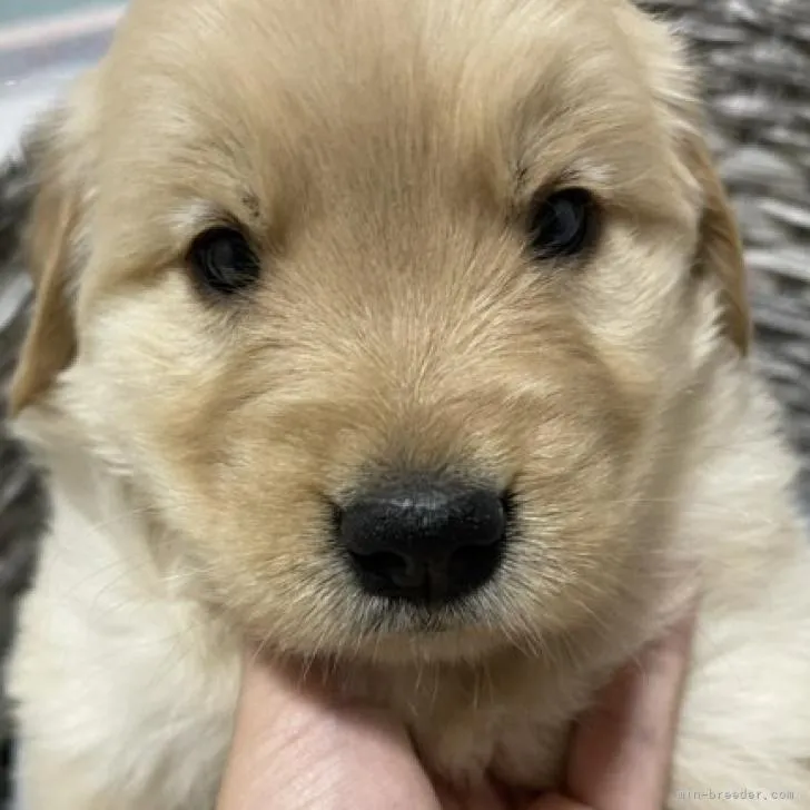 ID:2212-01804の子犬