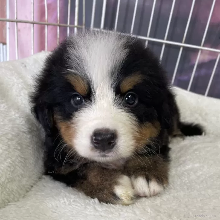 ID:2410-01370の子犬