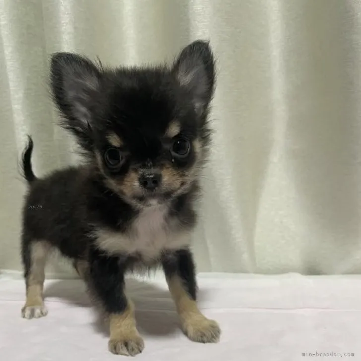 Y.T 様のお迎えした子犬