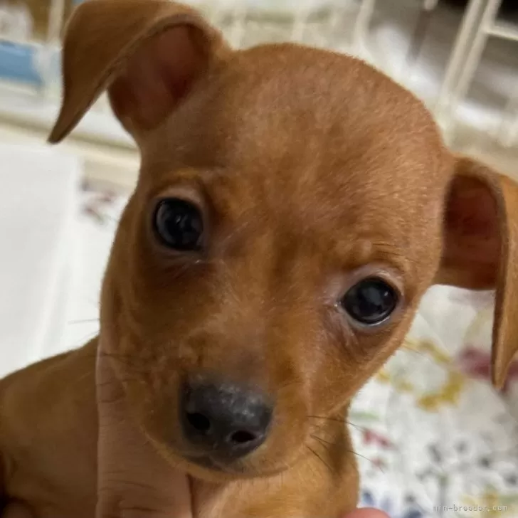 ID:2410-05417の子犬