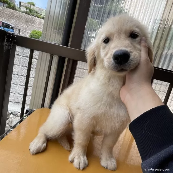 ブッコリー 様のお迎えした子犬
