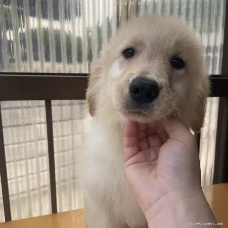 ハク 様のお迎えした子犬