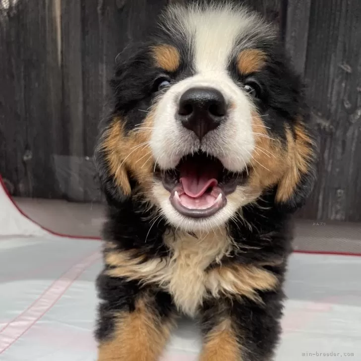 ID:2410-01375の子犬