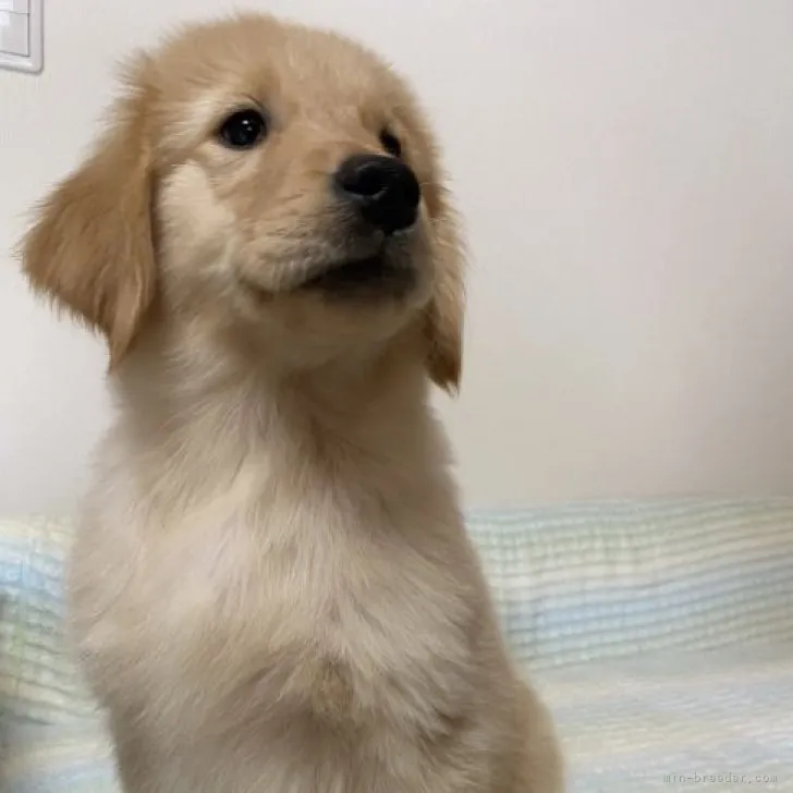 ID：2311-04345の子犬