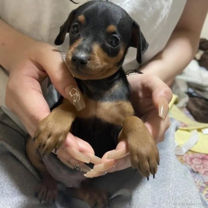 ID:2208-00457の子犬