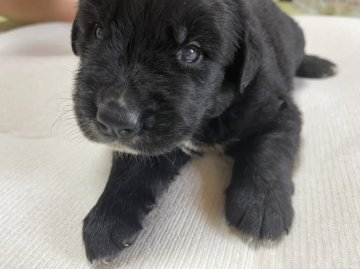 ゴールデンマウンテンドッグ【福岡県・男の子・2022年8月2日・ブラックホワイト】の写真「珍しいミックス犬です！！」