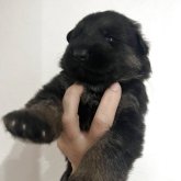 ジャーマン・シェパード・ドッグ