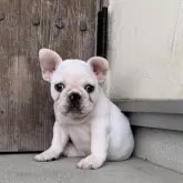 フレンチブルドッグ【静岡県・男の子・2025年8月8日・クリーム】の写真7