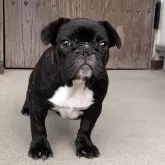 フレンチブルドッグ【静岡県・女の子・2025年6月14日・ブリンドル】の写真8