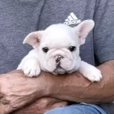 フレンチブルドッグ【静岡県・男の子・2025年8月8日・クリーム】の写真14