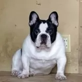 フレンチブルドッグ【静岡県・男の子・2024年12月8日・パイド】の写真4