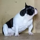 フレンチブルドッグ【静岡県・男の子・2024年12月8日・パイド】の写真6