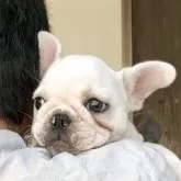フレンチブルドッグ【静岡県・男の子・2025年8月8日・クリーム】の写真5