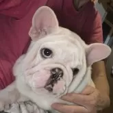 フレンチブルドッグ【静岡県・男の子・2025年8月8日・クリーム】の写真2