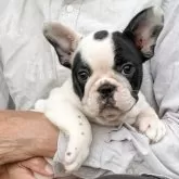 フレンチブルドッグ【静岡県・女の子・2025年8月8日・パイド】の写真9