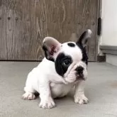 フレンチブルドッグ【静岡県・女の子・2025年8月8日・パイド】の写真4