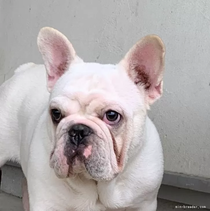 フレンチブルドッグ【静岡県・男の子・2025年3月11日・ホワイト/クリーム】の写真1「大きな耳、シワシワの顔」