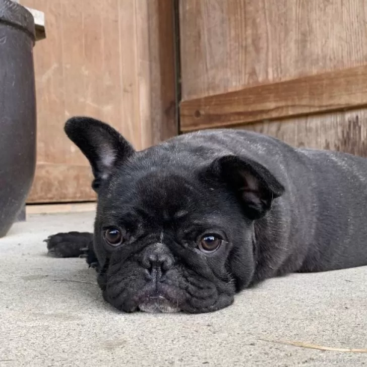 フレンチブルドッグ【静岡県・女の子・2025年6月14日・ブリンドル】の写真1「大きな耳の女の子」