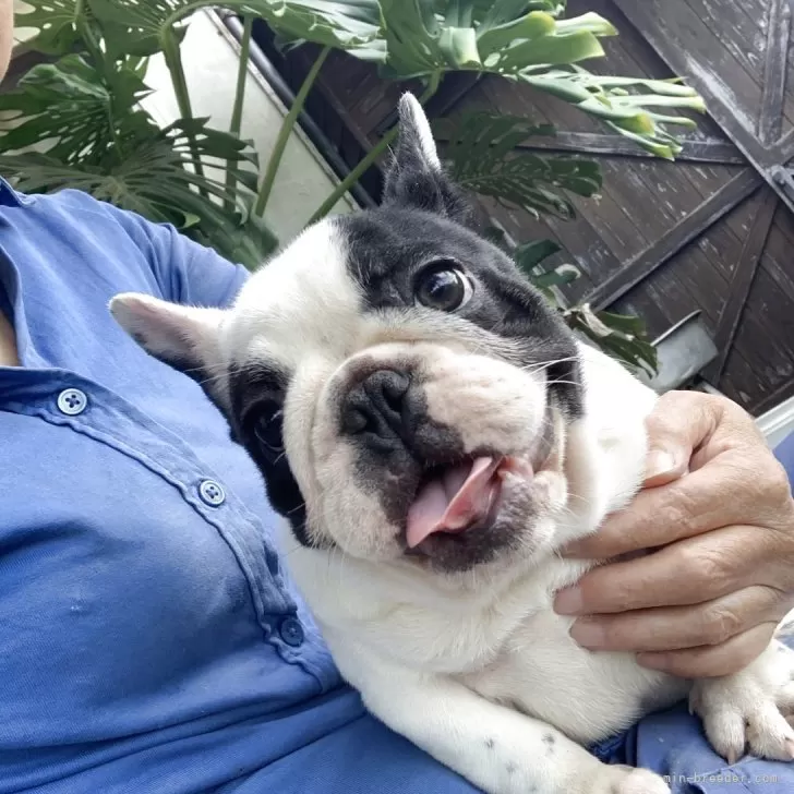 フレンチブルドッグ【静岡県・女の子・2025年8月8日・パイド】の写真1