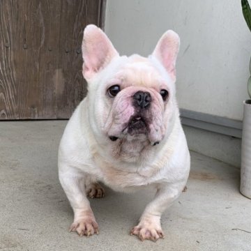 フレンチブルドッグ【静岡県・男の子・2024年9月22日・クリーム】の写真「きれいな毛色、ホワイトに近いクリーム」