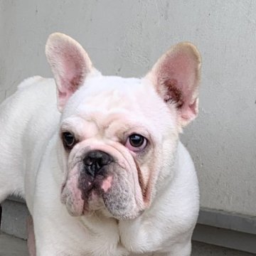 フレンチブルドッグ【静岡県・男の子・2025年3月11日・ホワイト/クリーム】の写真「お顔も体もシワシワです。」