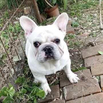 フレンチブルドッグ【静岡県・男の子・2025年3月11日・ホワイト/クリーム】の写真「体格の良い男の子」