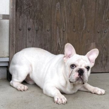 フレンチブルドッグ【静岡県・男の子・2025年3月11日・ホワイト/クリーム】の写真「体格の良い男の子」