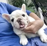 フレンチブルドッグ