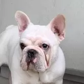 フレンチブルドッグ【静岡県・男の子・2025年3月11日・ホワイト/クリーム】の写真1「大きな耳、シワシワの顔」