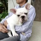 フレンチブルドッグ