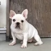 フレンチブルドッグ